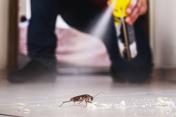 Reliable Astor, FL Pest Control Solutions